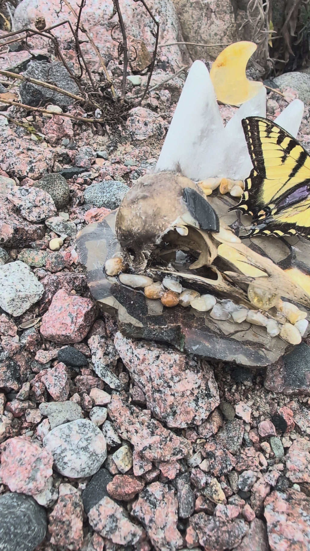 Artisanal Real Crow Skull with Real Butterfly