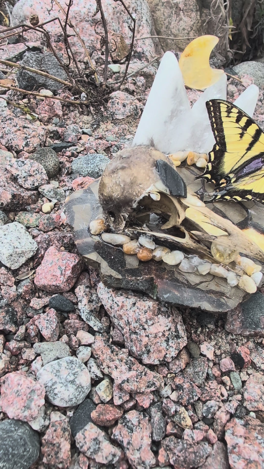 Artisanal Real Crow Skull with Real Butterfly