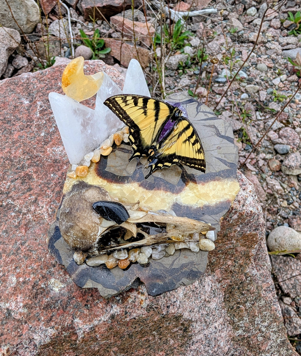 Artisanal Real Crow Skull with Real Butterfly