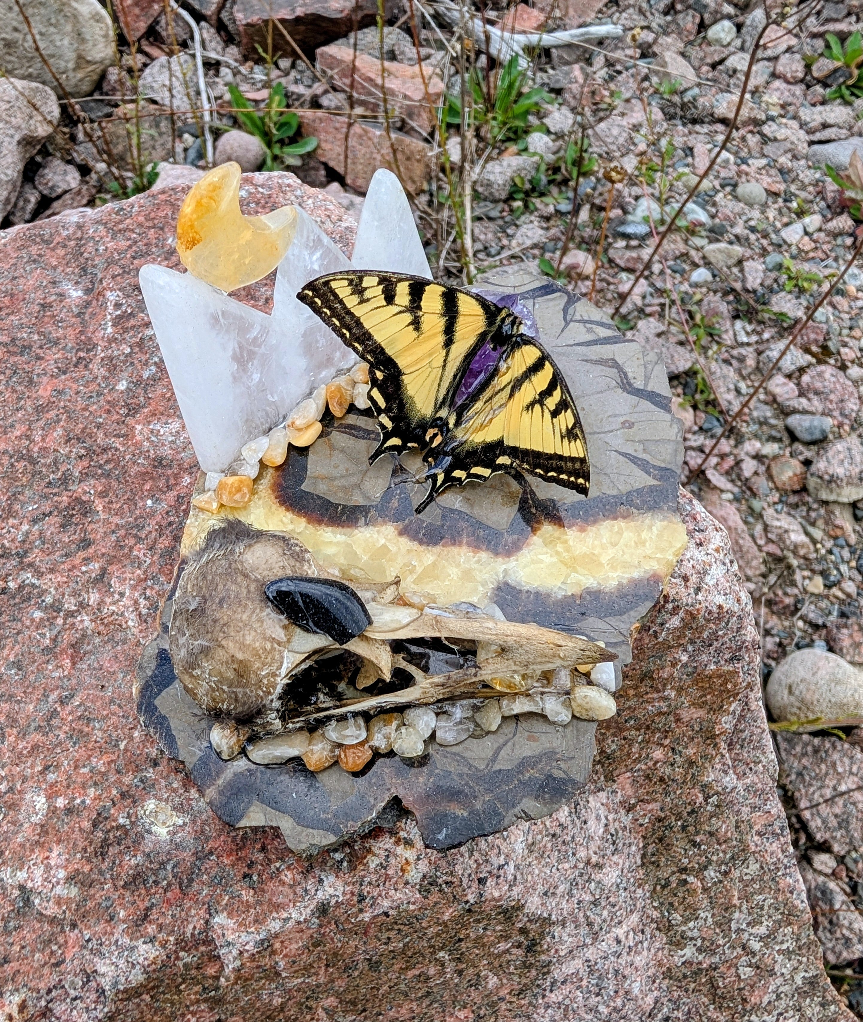 Artisanal Real Crow Skull with Real Butterfly