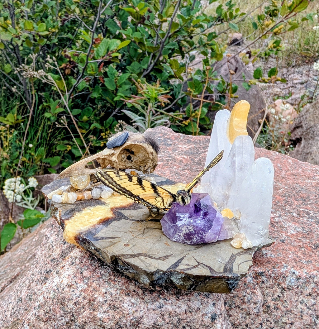 Artisanal Real Crow Skull with Real Butterfly