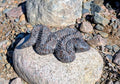 Crystal Snake Canadian Flame Stone, Yooperlite